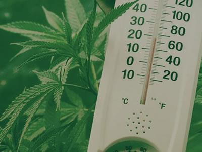 weed temperature