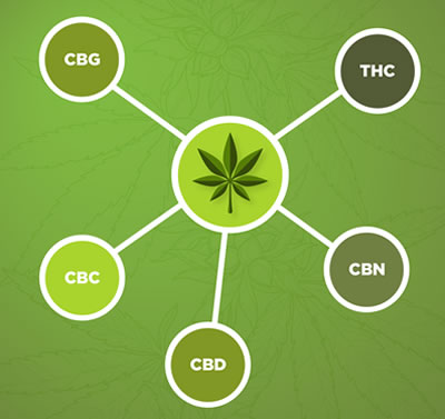 Cannabis-cannabinoids