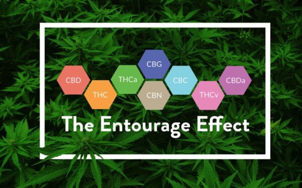 cannabis entourage effect
