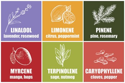 cannabis-terpenes