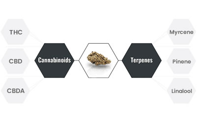 entourage effect cannabinoids terpenes