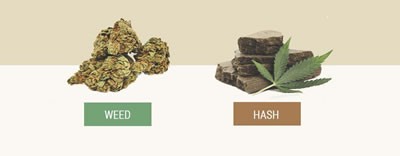 weed vs hash