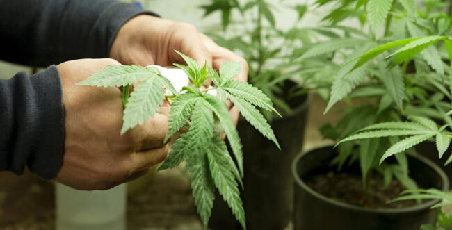 cannabis-plant cannabis plant