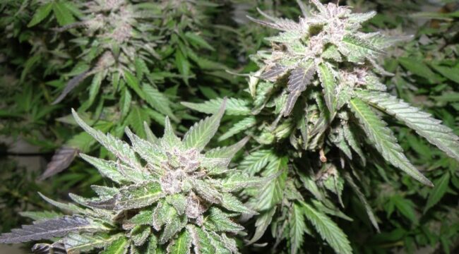 white rhino cannabis strain