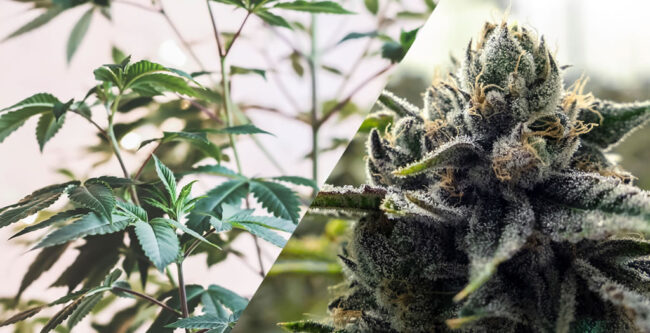 cannabis-harvest cannabis harvest