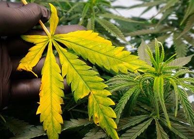 cannabis yellow leaves