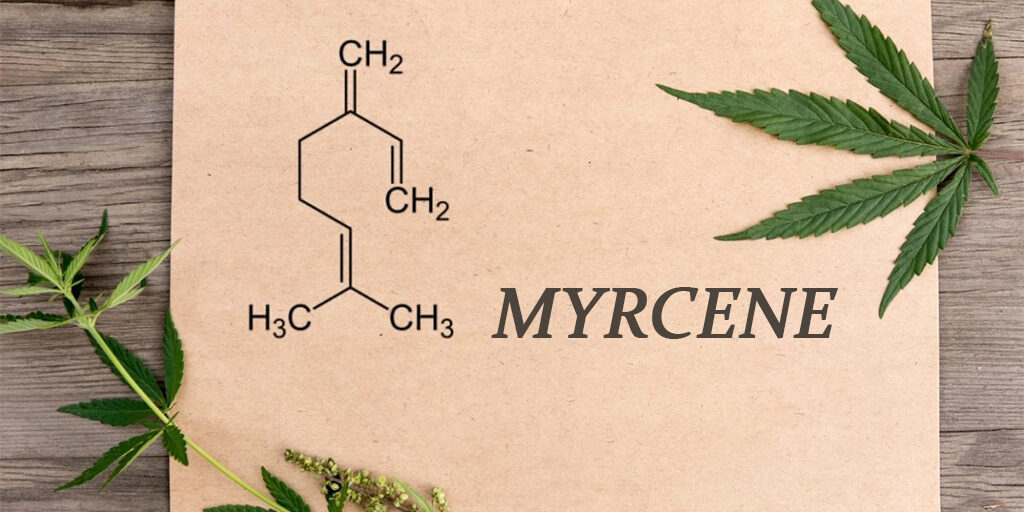myrcene-banner myrcene banner