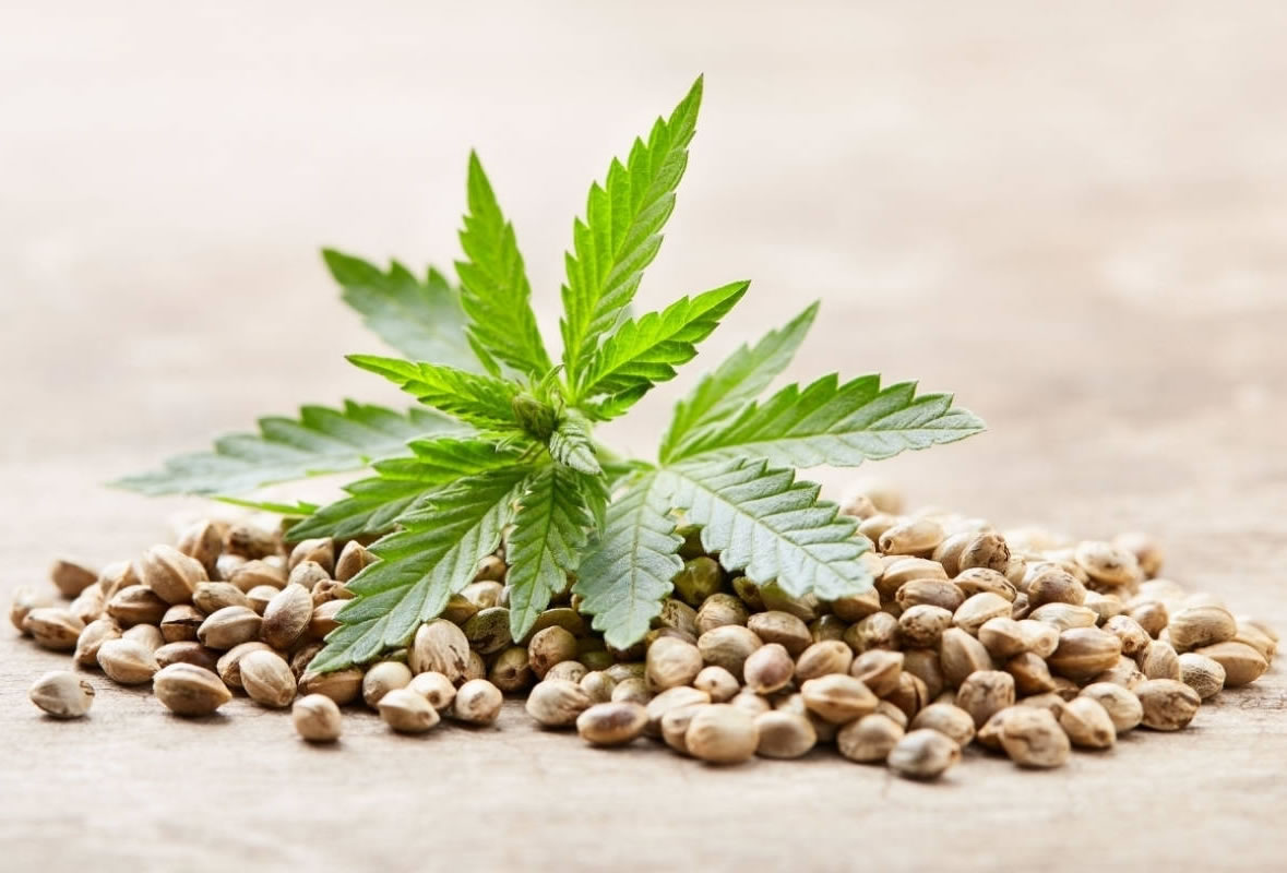 cannabis seeds 101