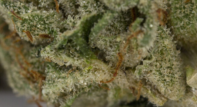 skywalker-kush skywalker kush flower