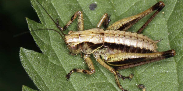 cricket cannabis leaf