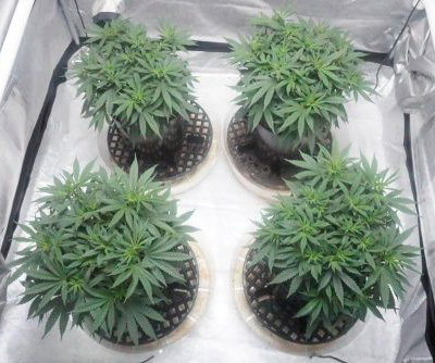 cannabis plants in a grow tent