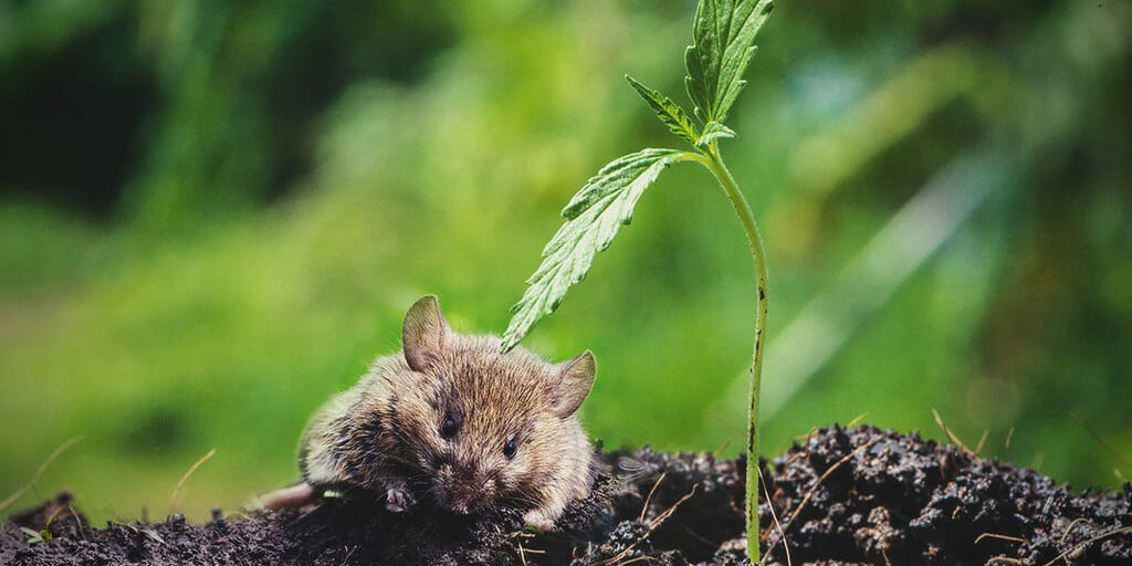 rats mice cannabis plant