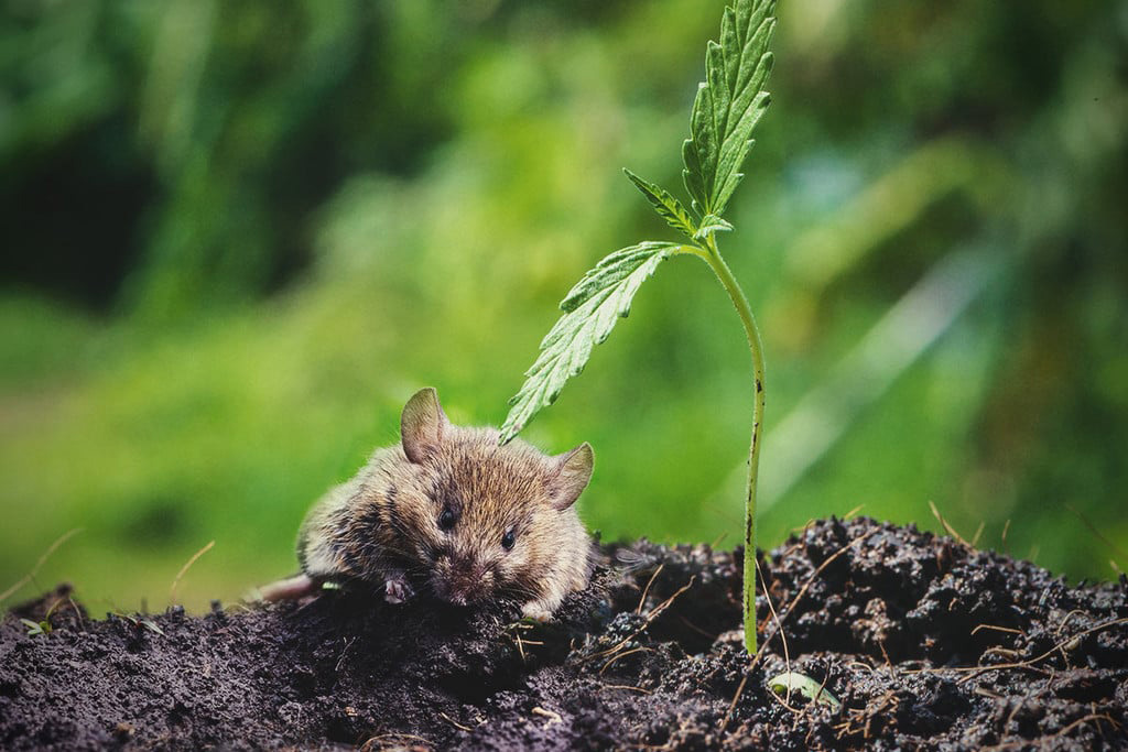 rats mice cannabis plant