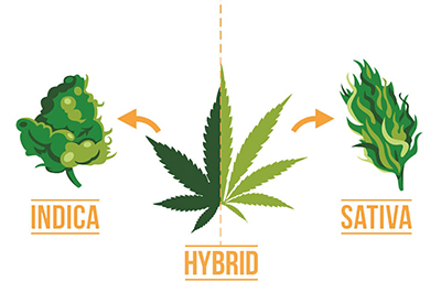 hybrid weed strains