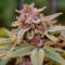 new cannabis strain