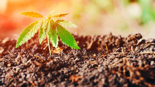 Cannabis Recycled Organic Living Soil
