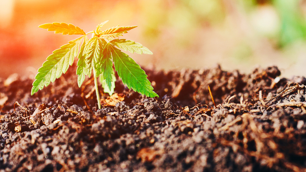 Cannabis Recycled Organic Living Soil