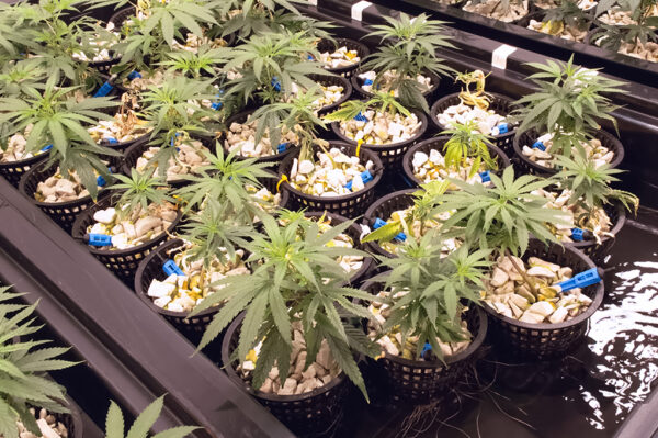 cannabis hydroponics system