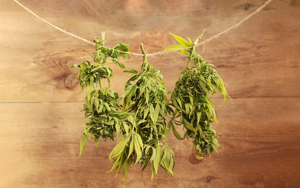 drying cannabis