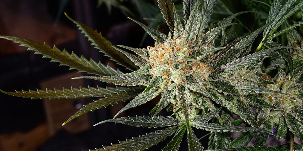 super lemon haze cannabis strain