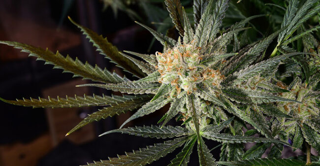 super lemon haze cannabis strain