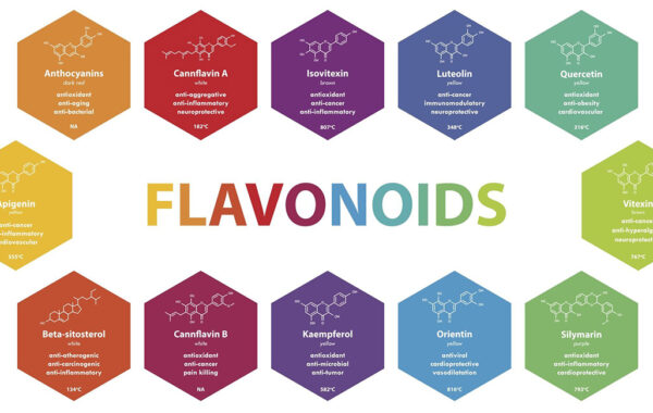 cannabis flavonoids