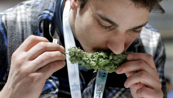 man smelling cannabis