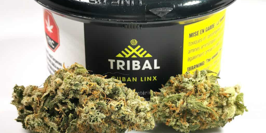 tribal cuban linx cannabis flower