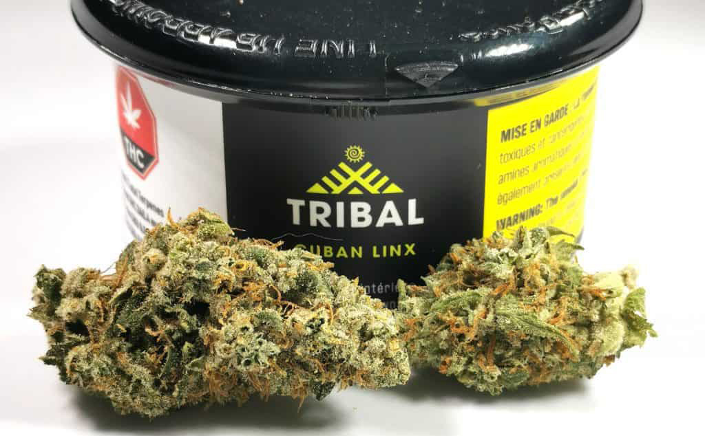 tribal cuban linx cannabis flower