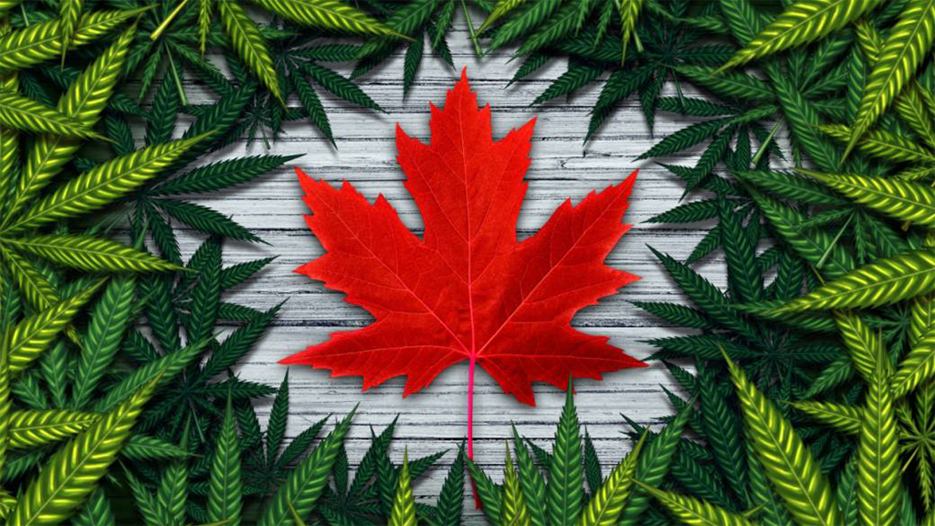 canadian cannabis