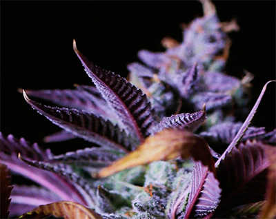 ANTHOCYANINS purple cannabis