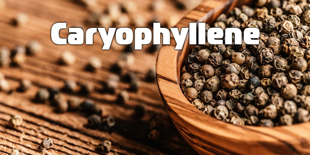 Caryophyllene in cannabis