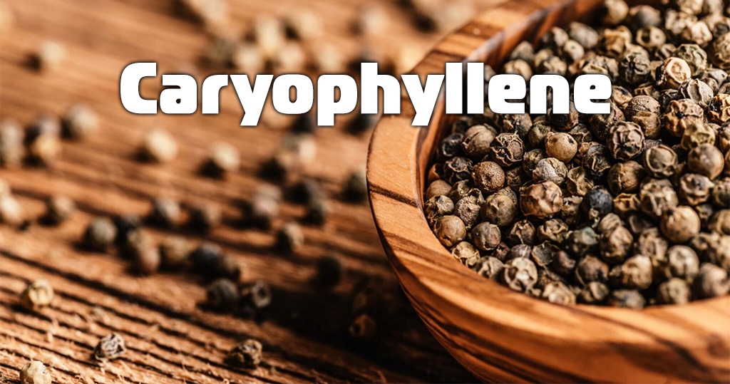 Caryophyllene in cannabis