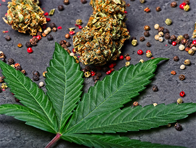 cannabis leaf flower and caryophyllene