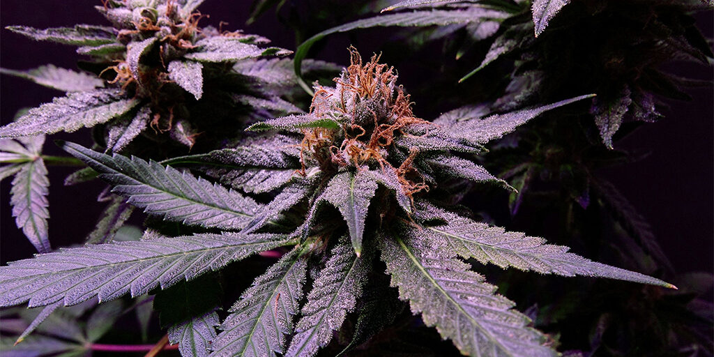 purple orange cannabis bud
