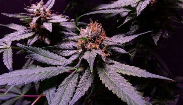 purple orange cannabis bud