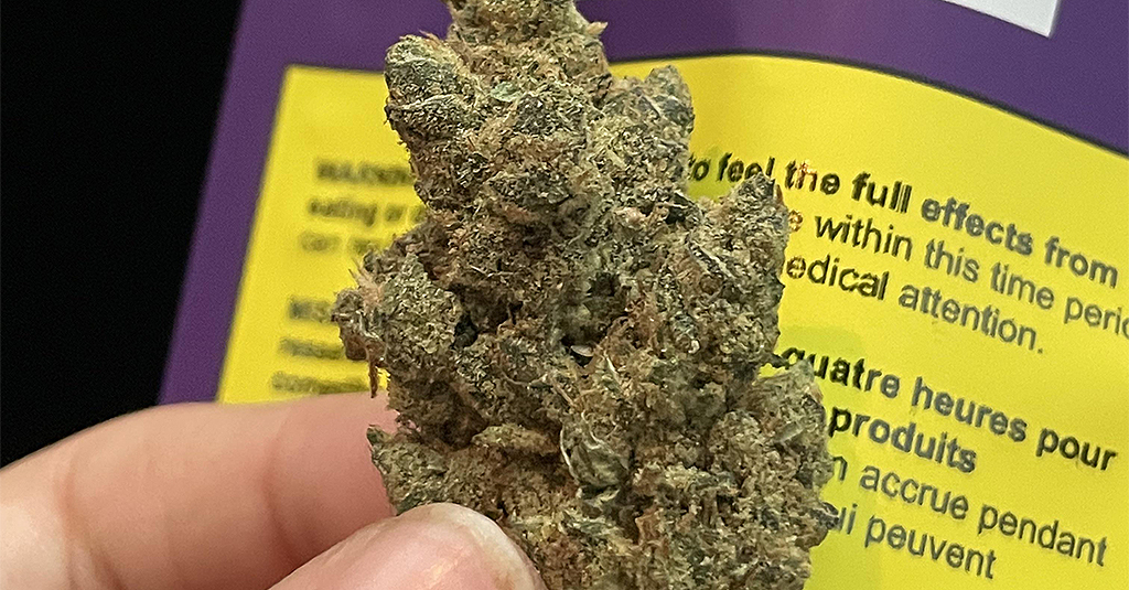 the loud plug venom og cannabis strain