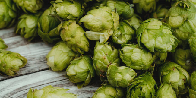 Cannabis-Terpene-Humulene Cannabis Terpene - Humulene