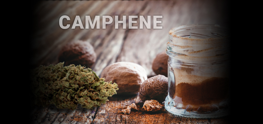 Camphene terpene in cannabis