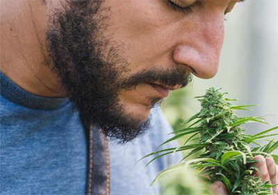 man smelling cannabis flower