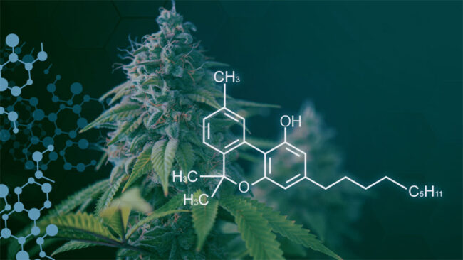 canabinoids-cbn canabinoids cbn