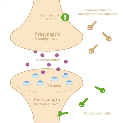 endocannabinoid system