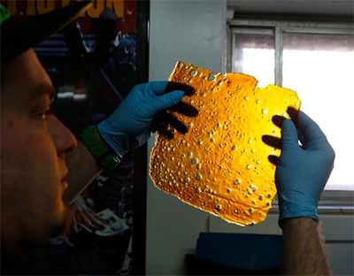 inspecting cannabis shatter