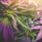marijuana plant growing