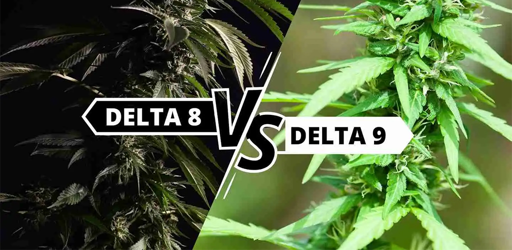 delta 8 thc vs. delta 9 thc