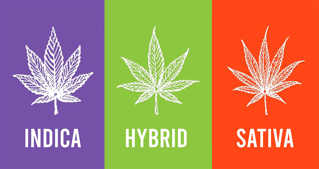 indica vs hybrid vs sativa