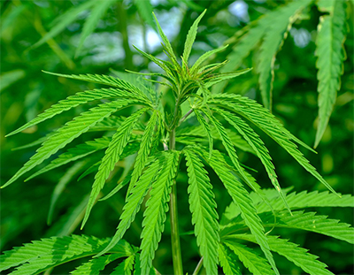 sativa cannabis plant