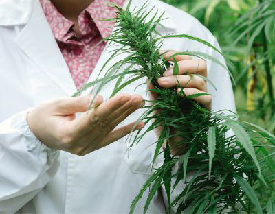 cannabis breeder holding plant