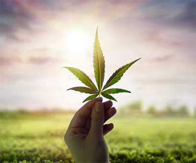 cannabis leaf held up to light