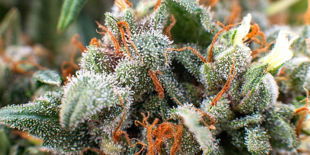 cannabis-trichomes cannabis trichomes